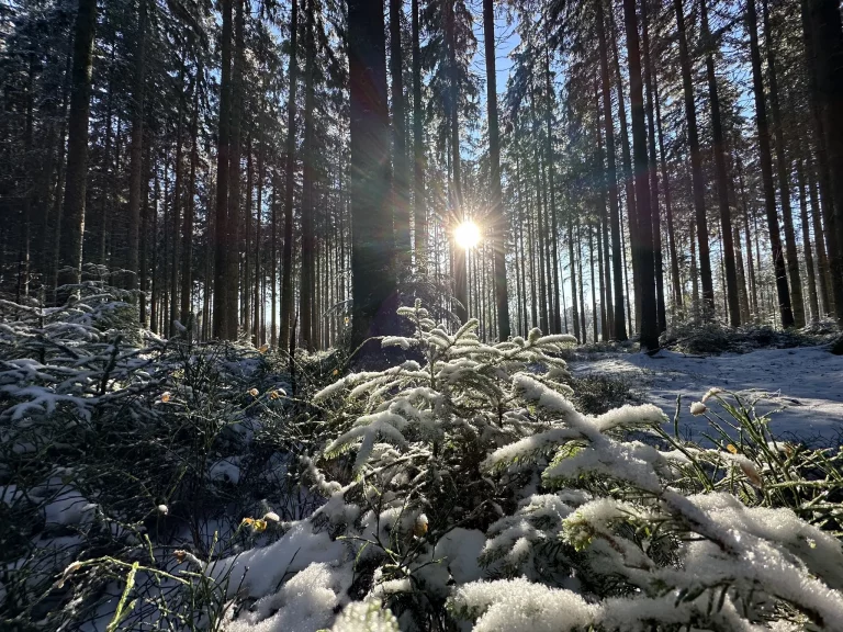 Randonnée dans la Forêt-Noire, des sapins recouverts de neige entre lesquels le soleil brille.