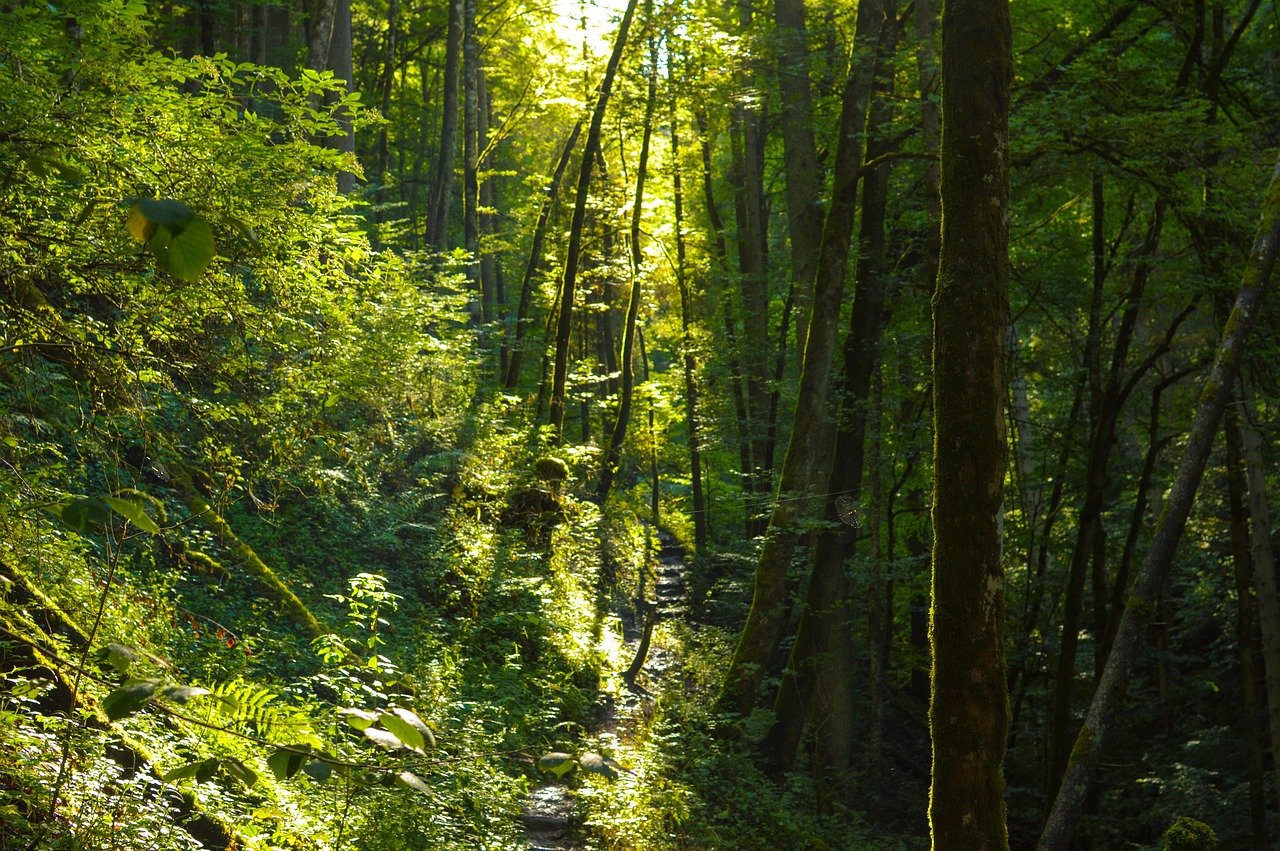 Wutachschlucht wandern: Lichtstimmung im Schwarzwald