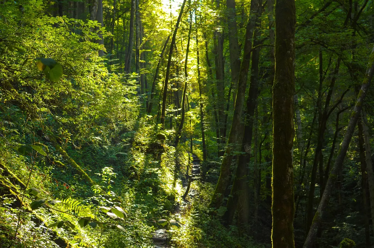Wutachschlucht wandern: Lichtstimmung im Schwarzwald