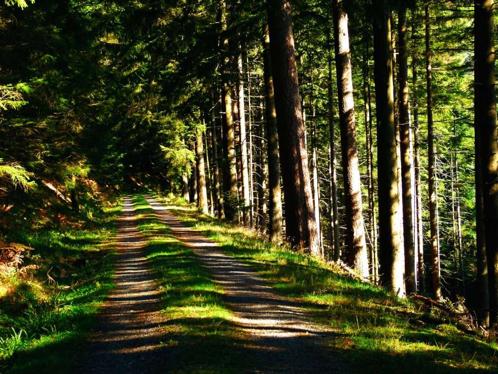 Sentier dans les arbres à feuilles persistantes de la Forêt-Noire