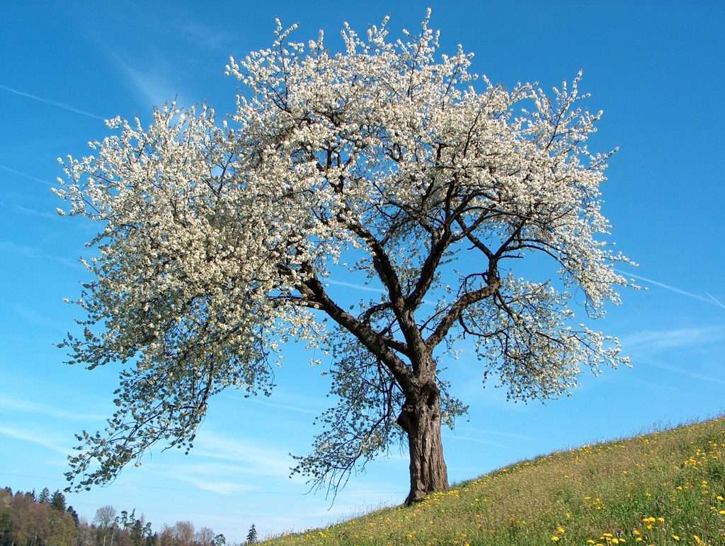 Cerisier en fleurs au printemps