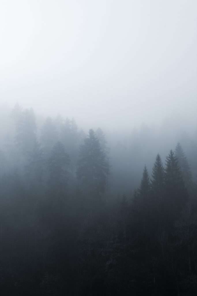 Forêt dans la brume