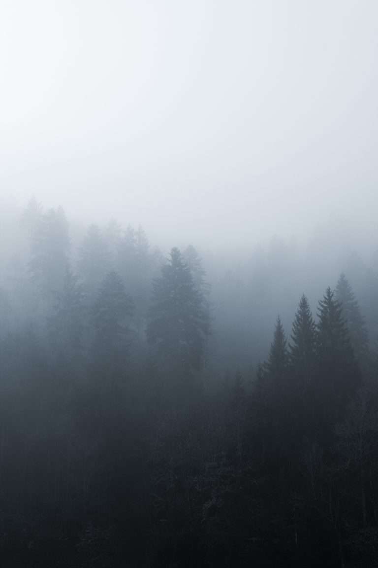 Forêt dans la brume